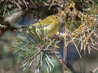Q0I7149c  Tennessee Warbler (Oreothlypis peregrina) - fall plumage